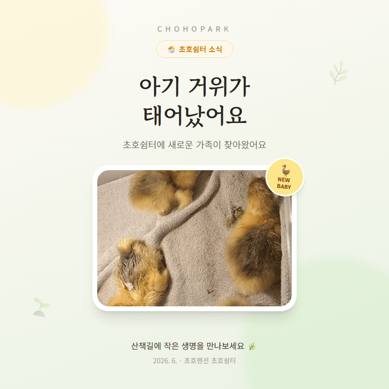 초호쉼터에 아기 거위가 태어났어요
