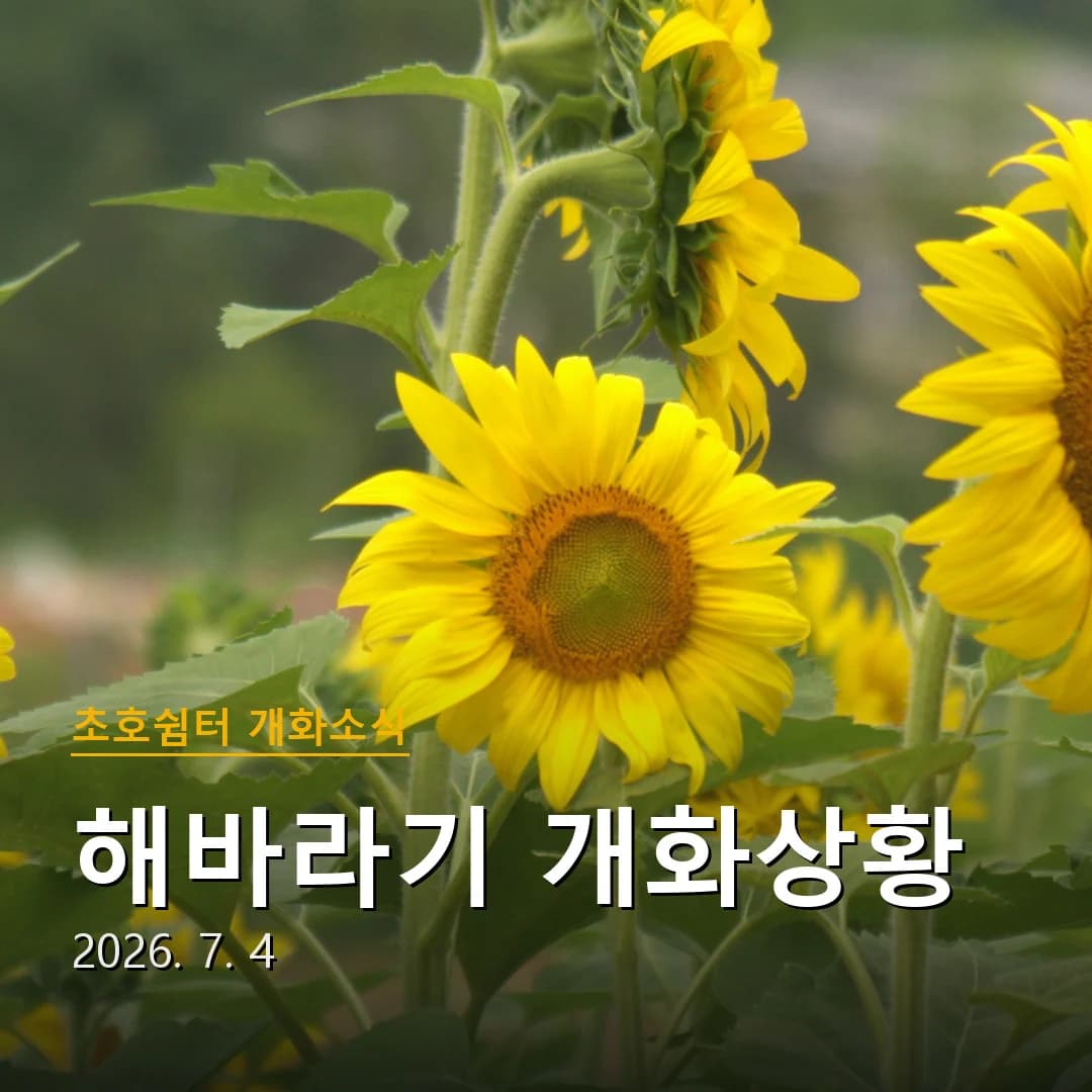 해바라기 개화상황 (2026.7.4)