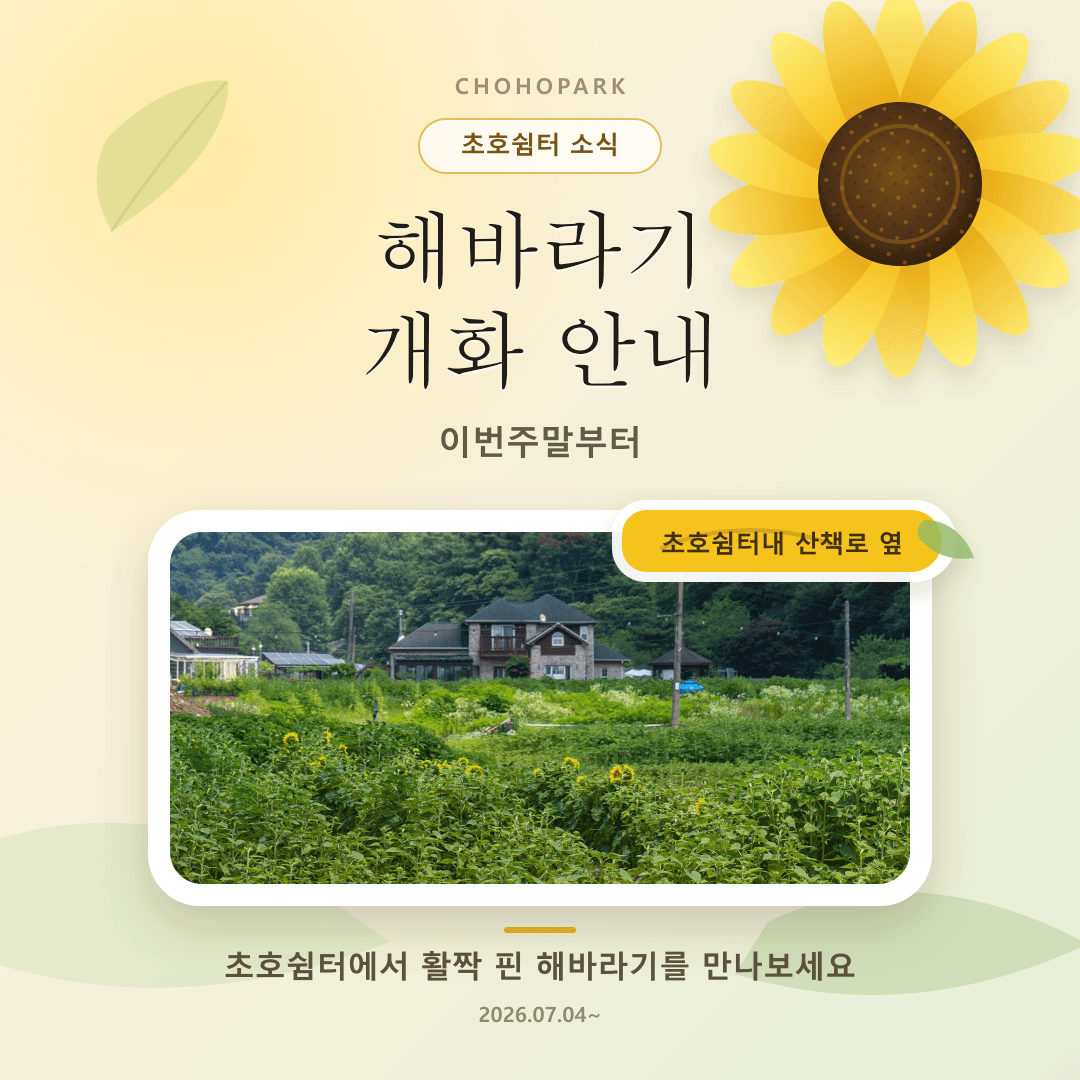 초호쉼터 해바라기 개화 안내